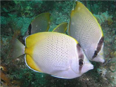 Gunthers Butterflyfish